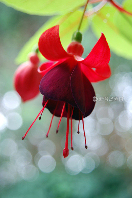 梅红magellanica (fam)。柳叶菜科)花钟